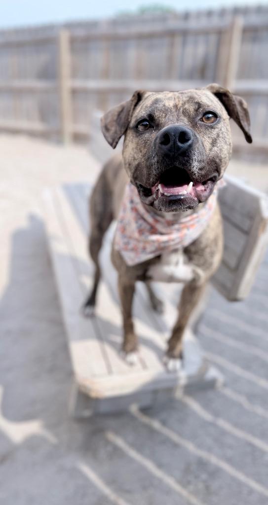 Roxy, Adoptable, Adult Female Mixed Breed.