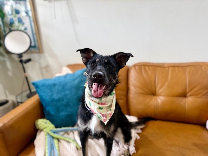 Lilly Cutie Patootie — thumbnail 2