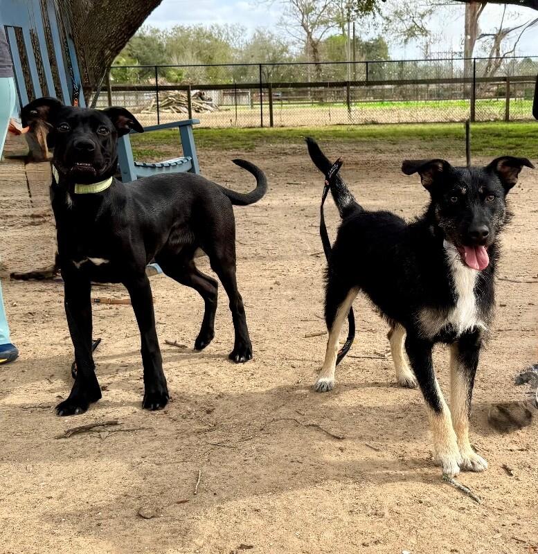 Lilly Cutie Patootie — thumbnail 3