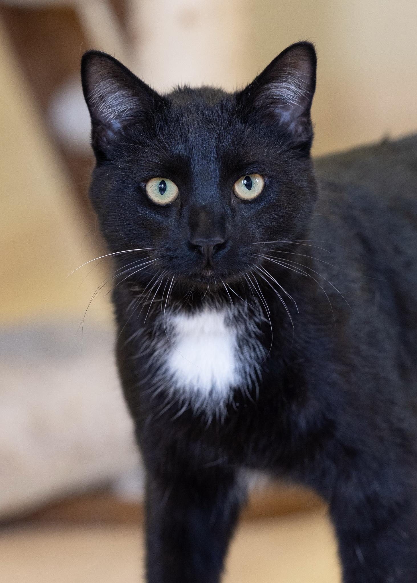 Enlarge TOBY, a ADOPTABLE Domestic Short Hair in Moab, UT image 1/1