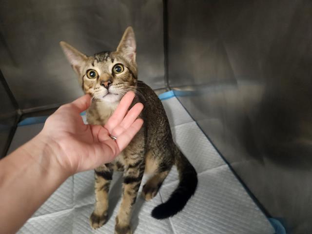 Enlarge DYNAMITE, a Adoptable Domestic Short Hair in Panama City, FL image 1/1