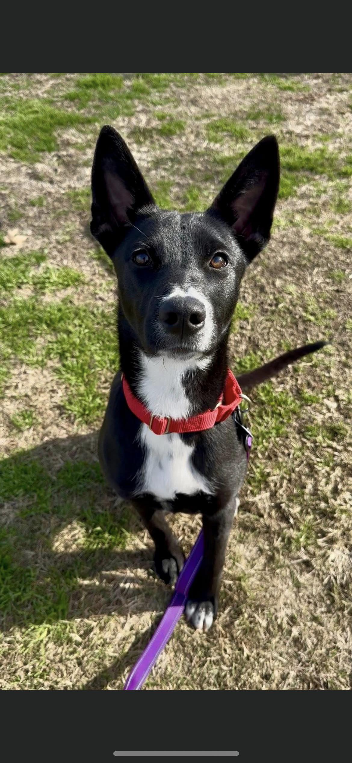 Baby, Adoptable, Young Female Border Collie & Terrier.