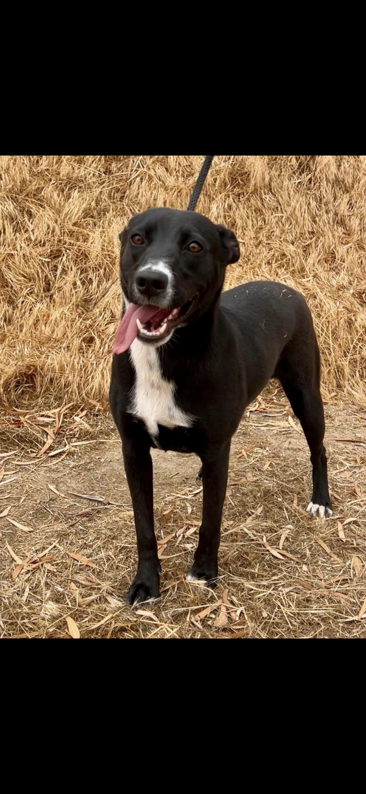 Enlarge Baby, a Adoptable mixed breed in Hamden, CT image 4/6
