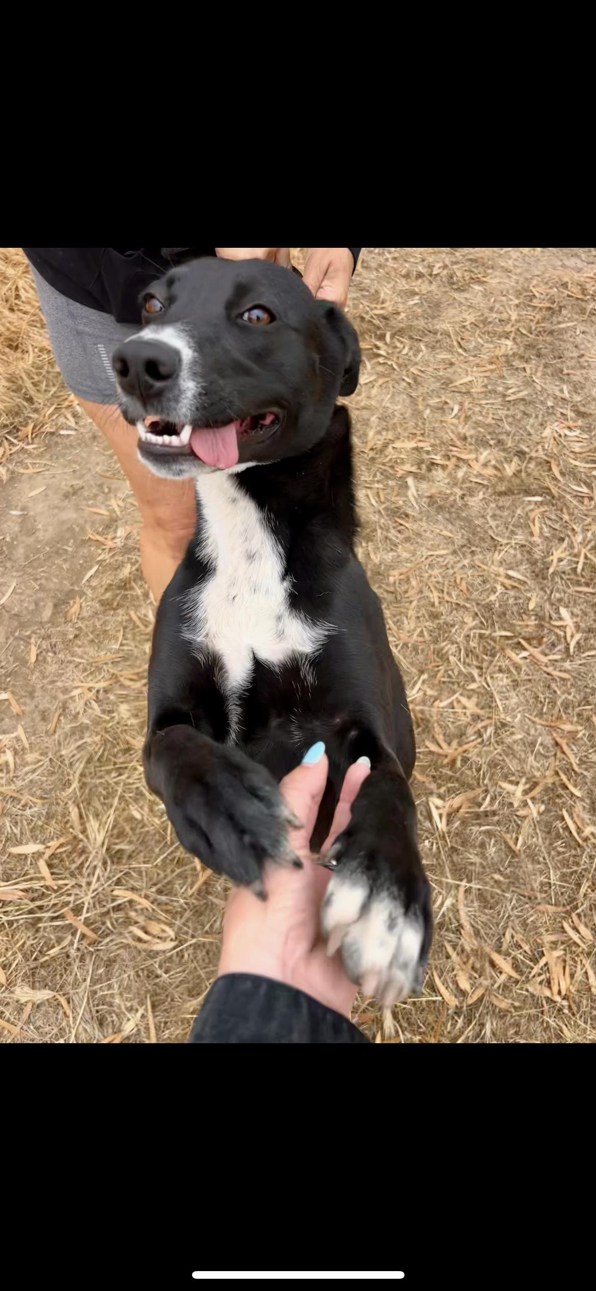 Enlarge Baby, a Adoptable mixed breed in Hamden, CT image 5/6