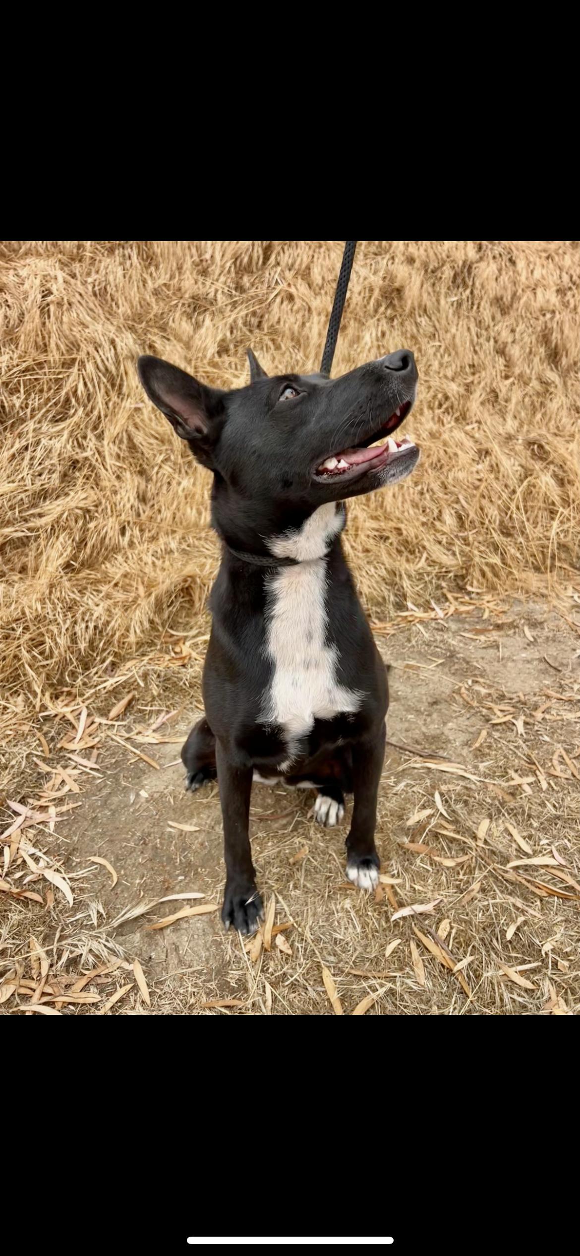 Enlarge Baby, a Adoptable mixed breed in Hamden, CT image 6/6
