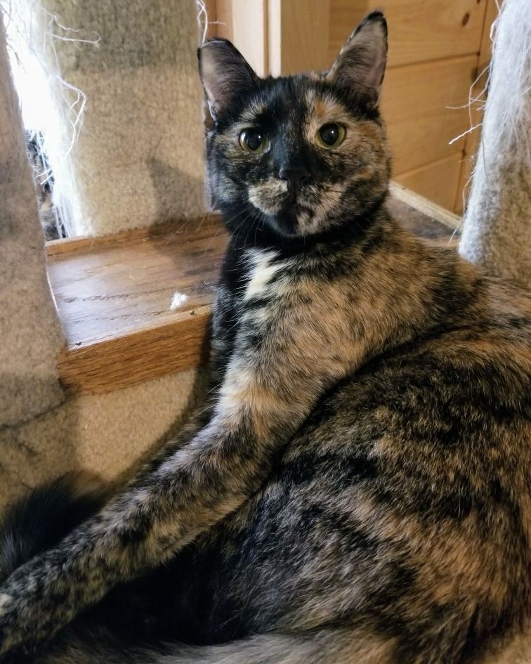 Twyla, Adoptable, Adult Female Domestic Short Hair.