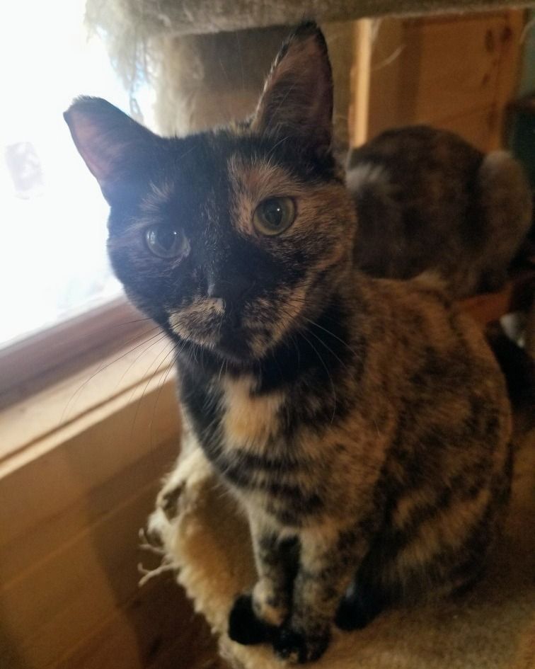 Twyla, a Adoptable Domestic Short Hair in Ellijay, GA image 2/5