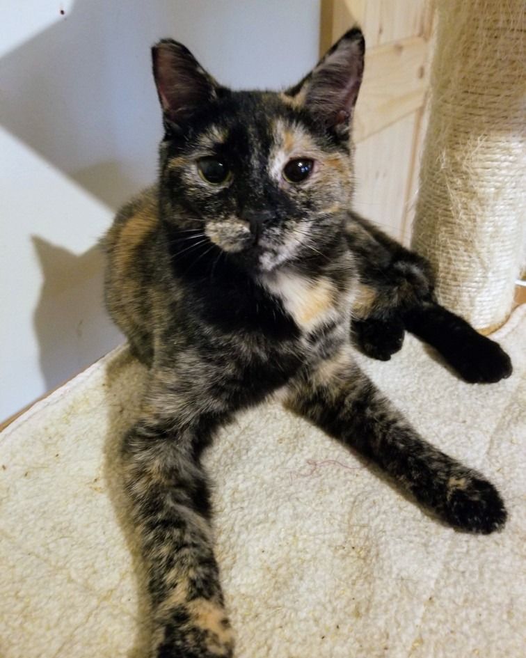 Twyla, a Adoptable Domestic Short Hair in Ellijay, GA image 3/5