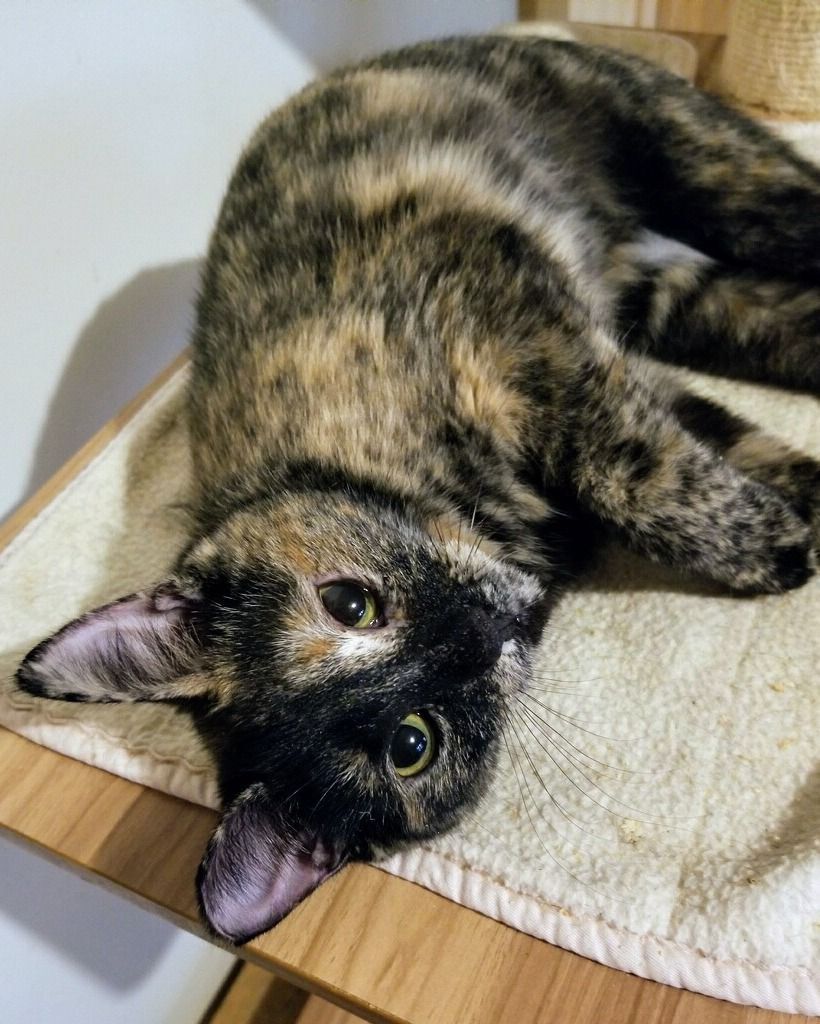 Twyla, a Adoptable Domestic Short Hair in Ellijay, GA image 4/5