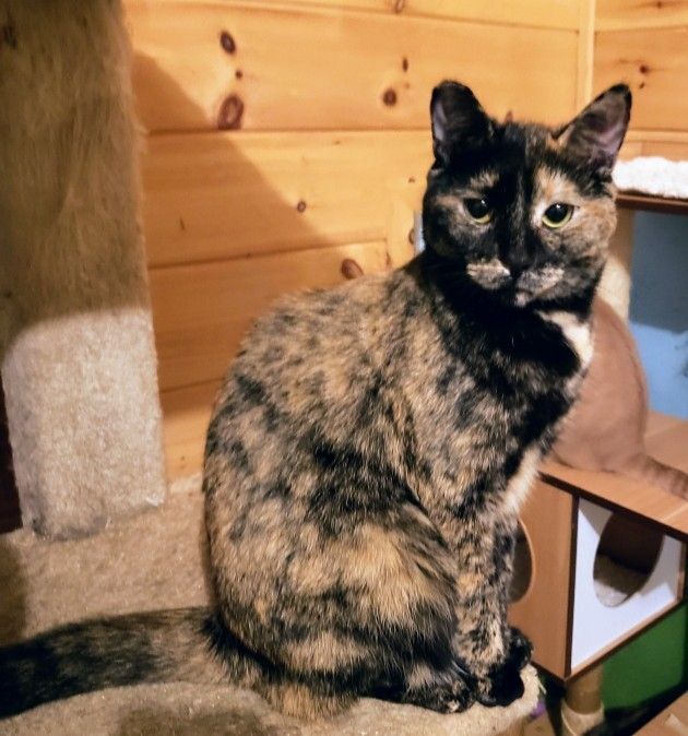 Twyla, a Adoptable Domestic Short Hair in Ellijay, GA image 5/5