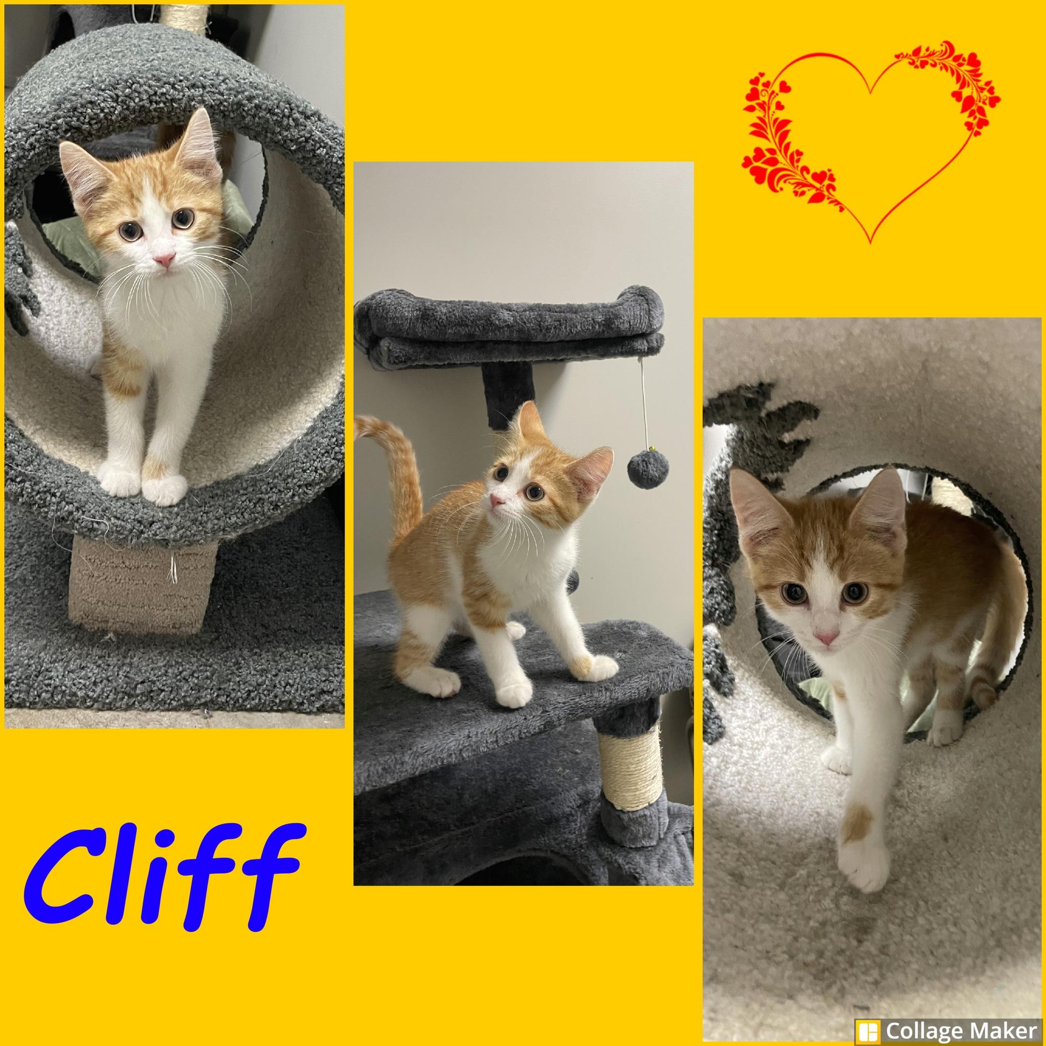 Cliff, an adoptable Domestic Short Hair in Clearfield, PA_image-1