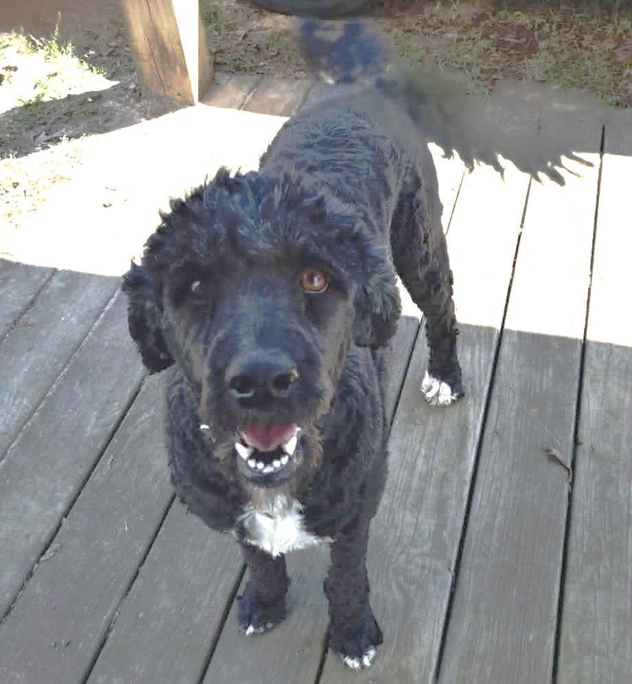 Molly AA in MS, Adoptable, Adult Female Australian Shepherd & Poodle.