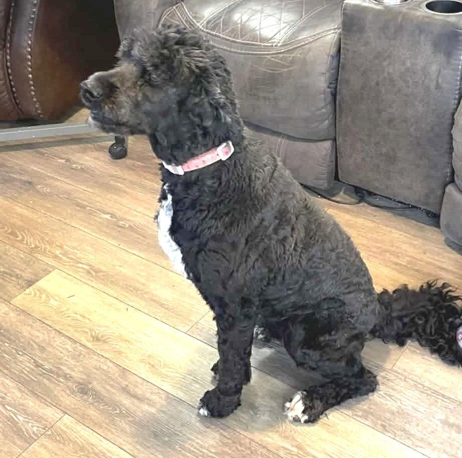 Enlarge Molly AA in MS, a Adoptable mixed breed in Warwick, RI image 2/2