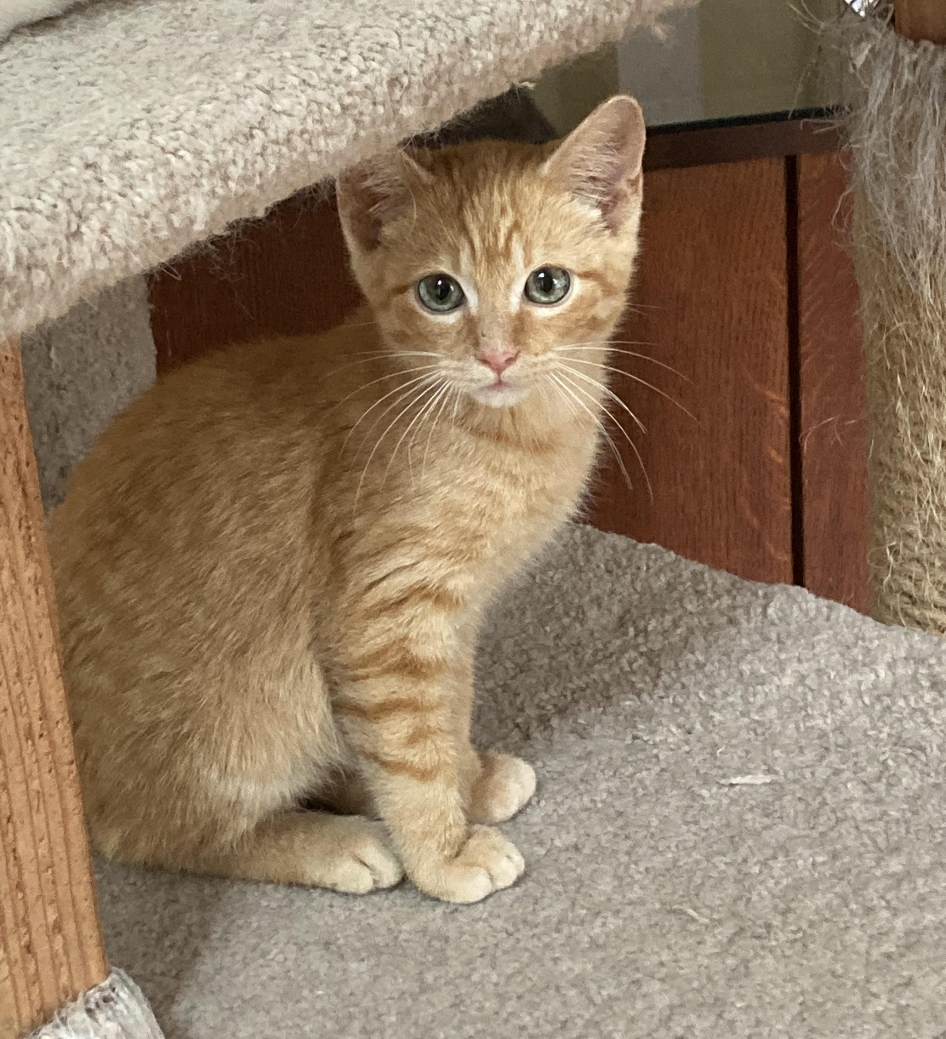 Monty, ADOPTABLE, Kitten Male Domestic Short Hair.