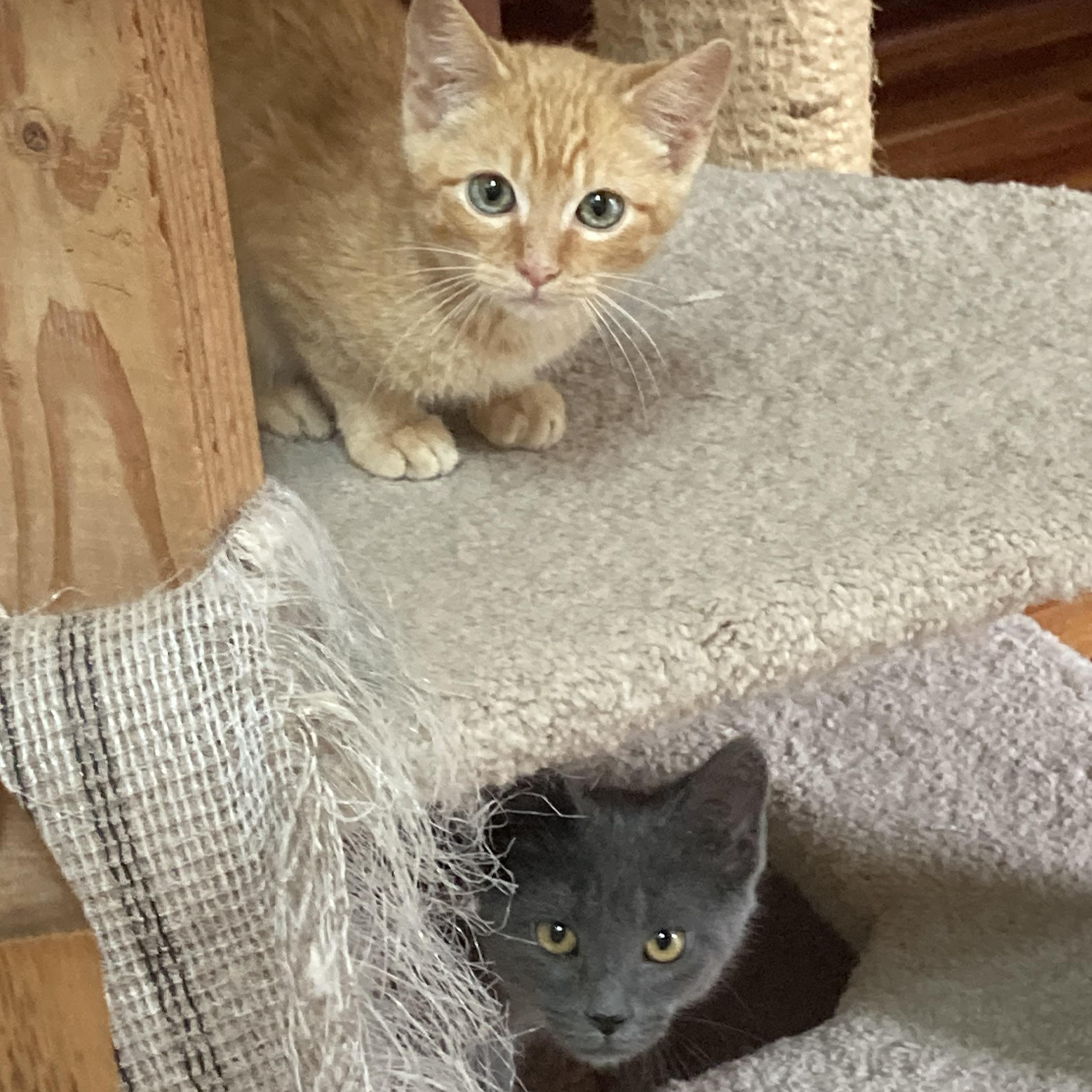 Monty, a ADOPTABLE Domestic Short Hair in Knoxville, TN image 2/2