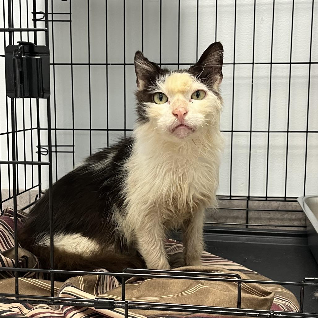Enlarge George, a Adoptable Domestic Medium Hair in Las Vegas, NV image 1/5