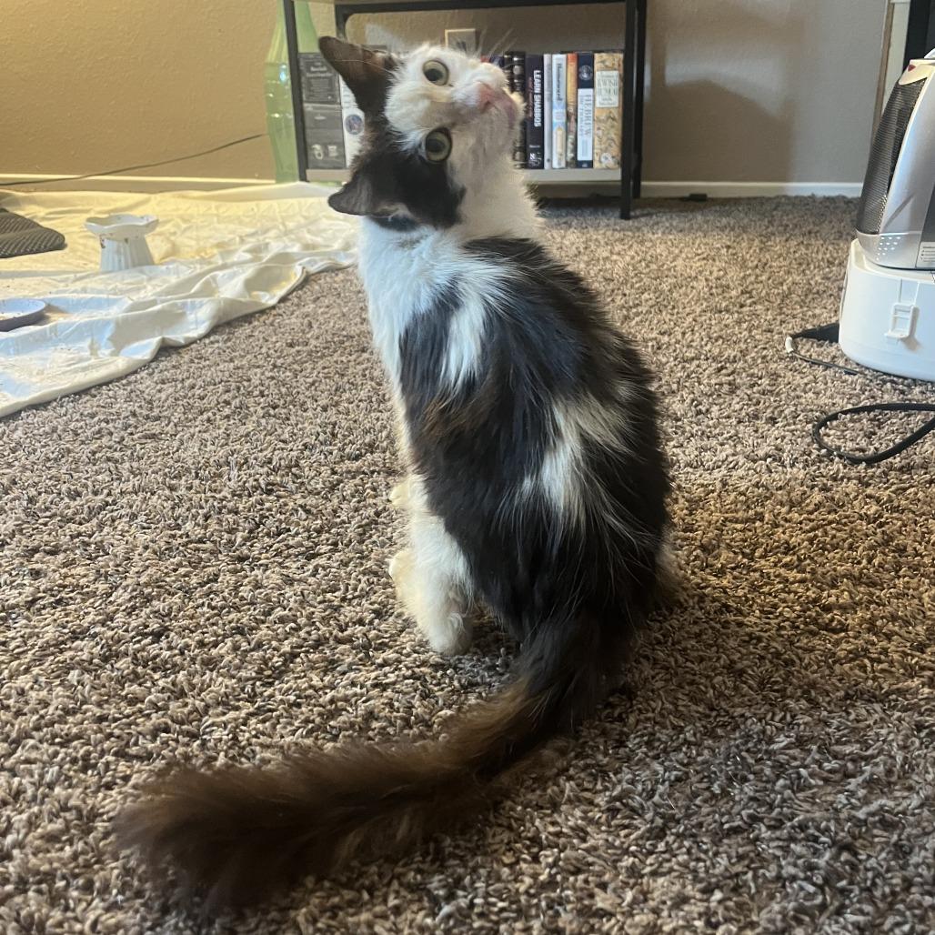 Enlarge George, a Adoptable Domestic Medium Hair in Las Vegas, NV image 3/5