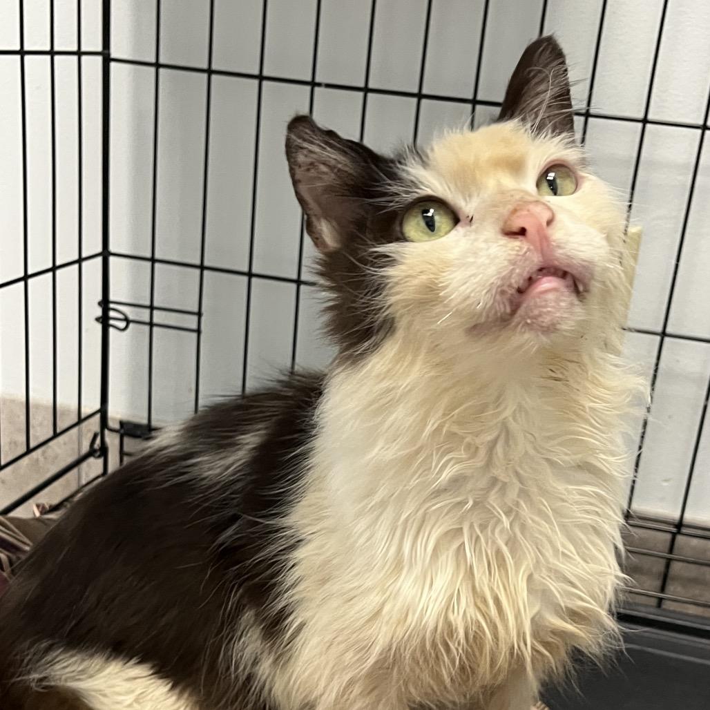 Enlarge George, a Adoptable Domestic Medium Hair in Las Vegas, NV image 4/5