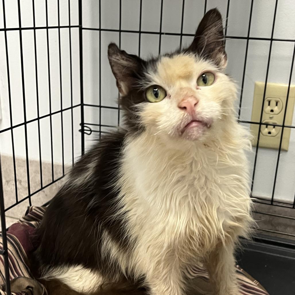 Enlarge George, a Adoptable Domestic Medium Hair in Las Vegas, NV image 5/5