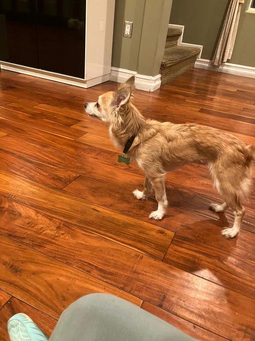 Enlarge Chloe, a ADOPTABLE mixed breed in Los Angeles, CA image 1/6