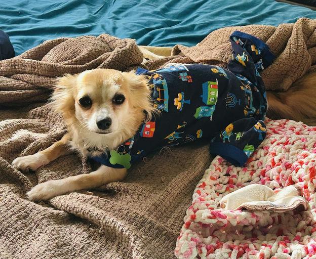 Enlarge Chloe, a ADOPTABLE mixed breed in Los Angeles, CA image 2/6