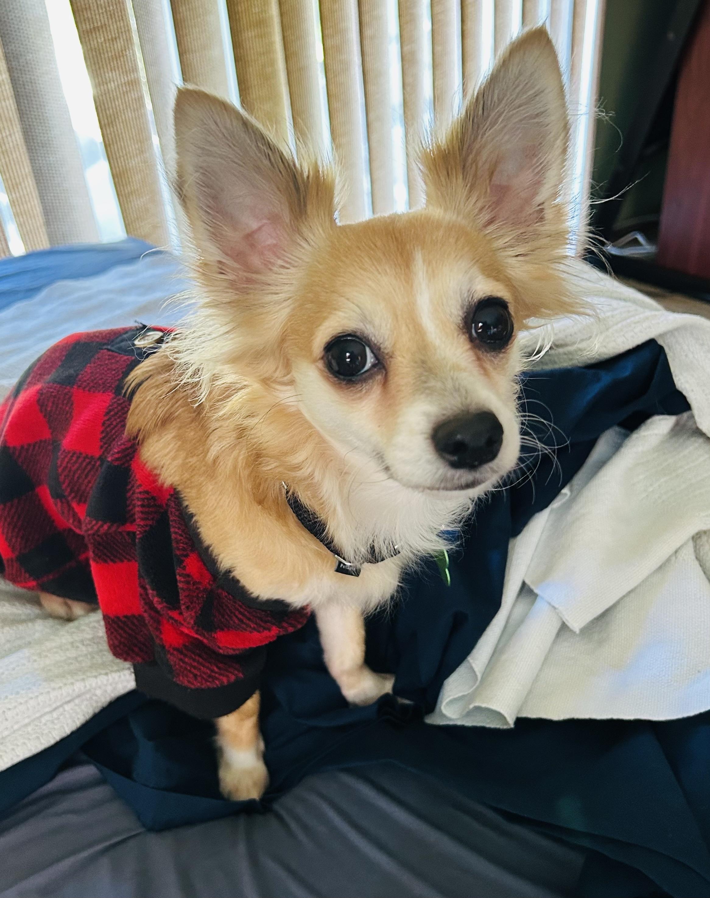 Enlarge Chloe, a ADOPTABLE mixed breed in Los Angeles, CA image 3/6