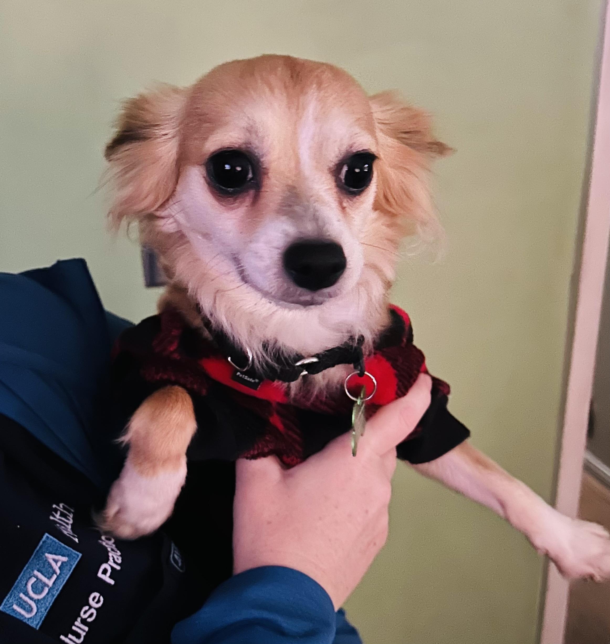 Enlarge Chloe, a ADOPTABLE mixed breed in Los Angeles, CA image 4/6