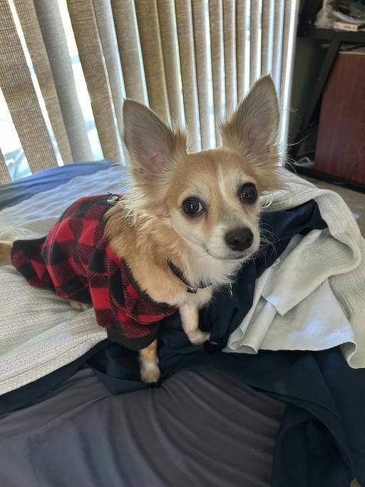 Enlarge Chloe, a ADOPTABLE mixed breed in Los Angeles, CA image 5/6