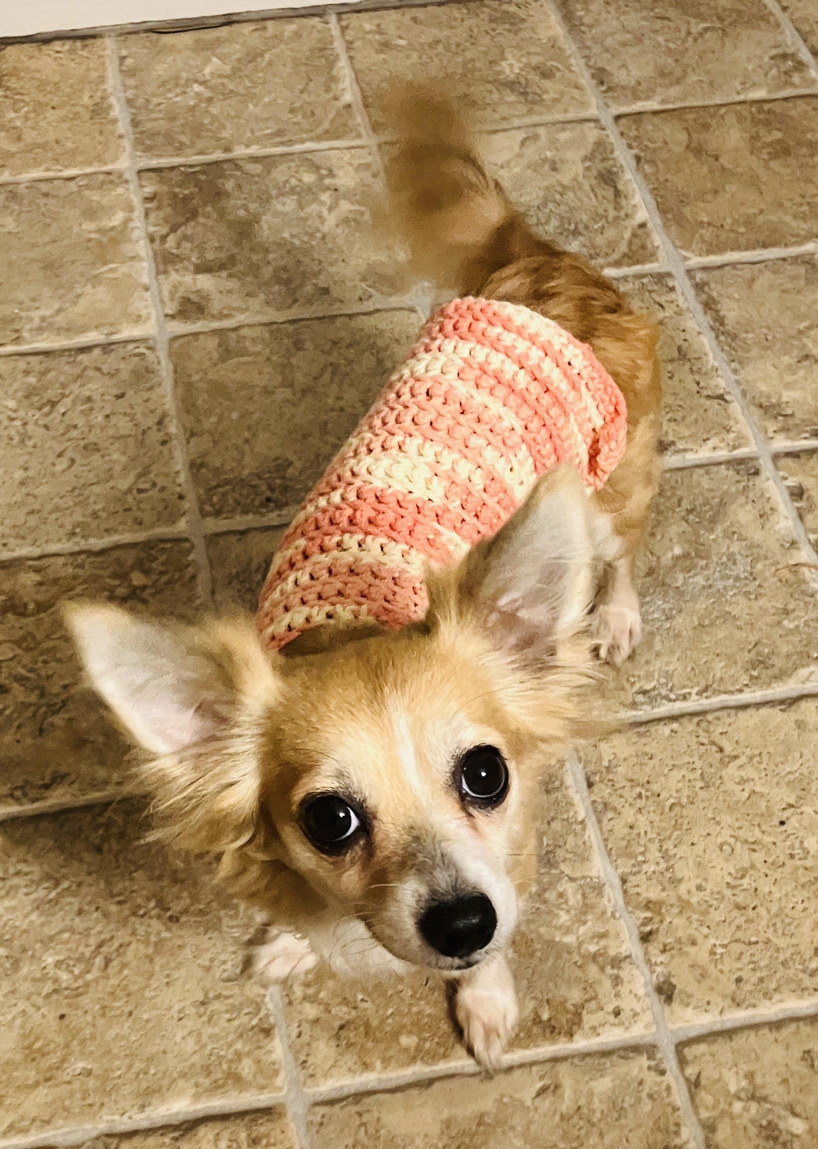 Enlarge Chloe, a ADOPTABLE mixed breed in Los Angeles, CA image 6/6