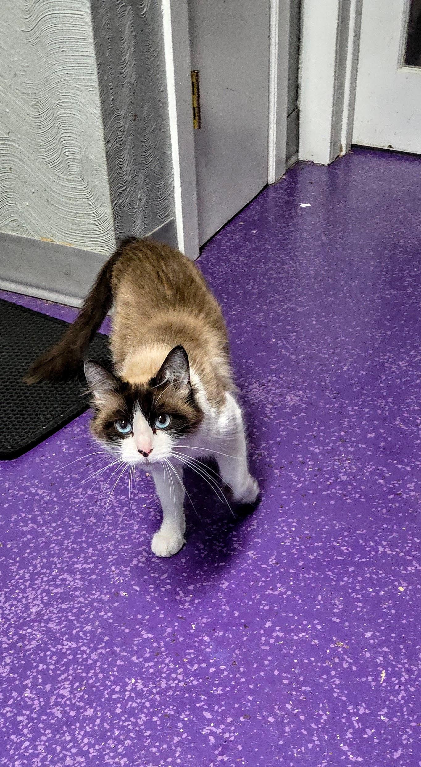 Capri, a ADOPTABLE Snowshoe in Greensburg, PA image 3/3