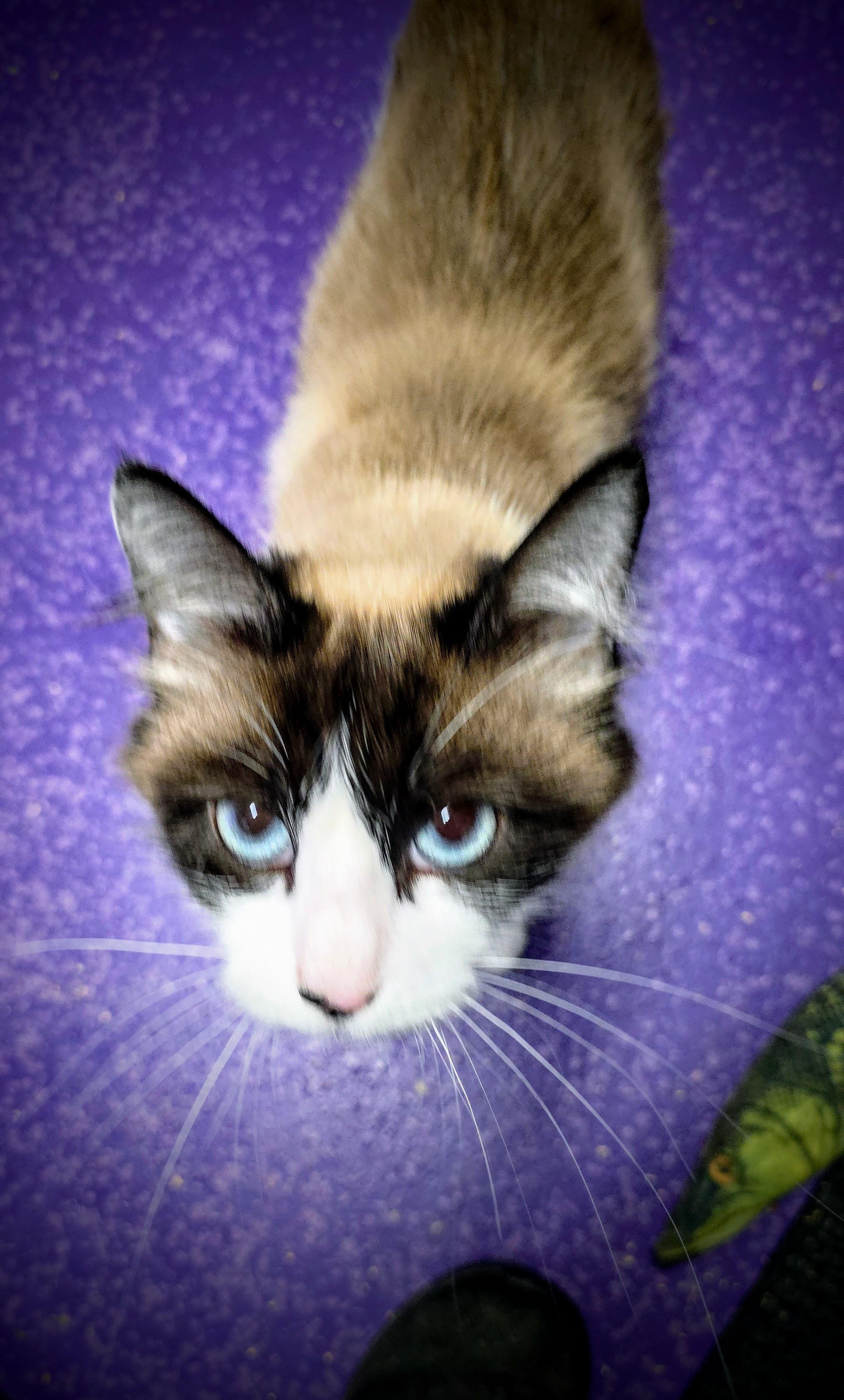 Capri, ADOPTABLE, Adult Female Snowshoe.