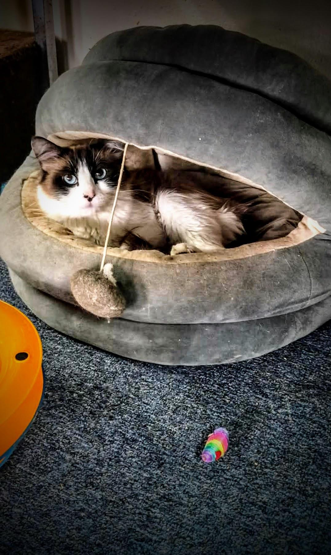 Capri, a ADOPTABLE Snowshoe in Greensburg, PA image 2/3