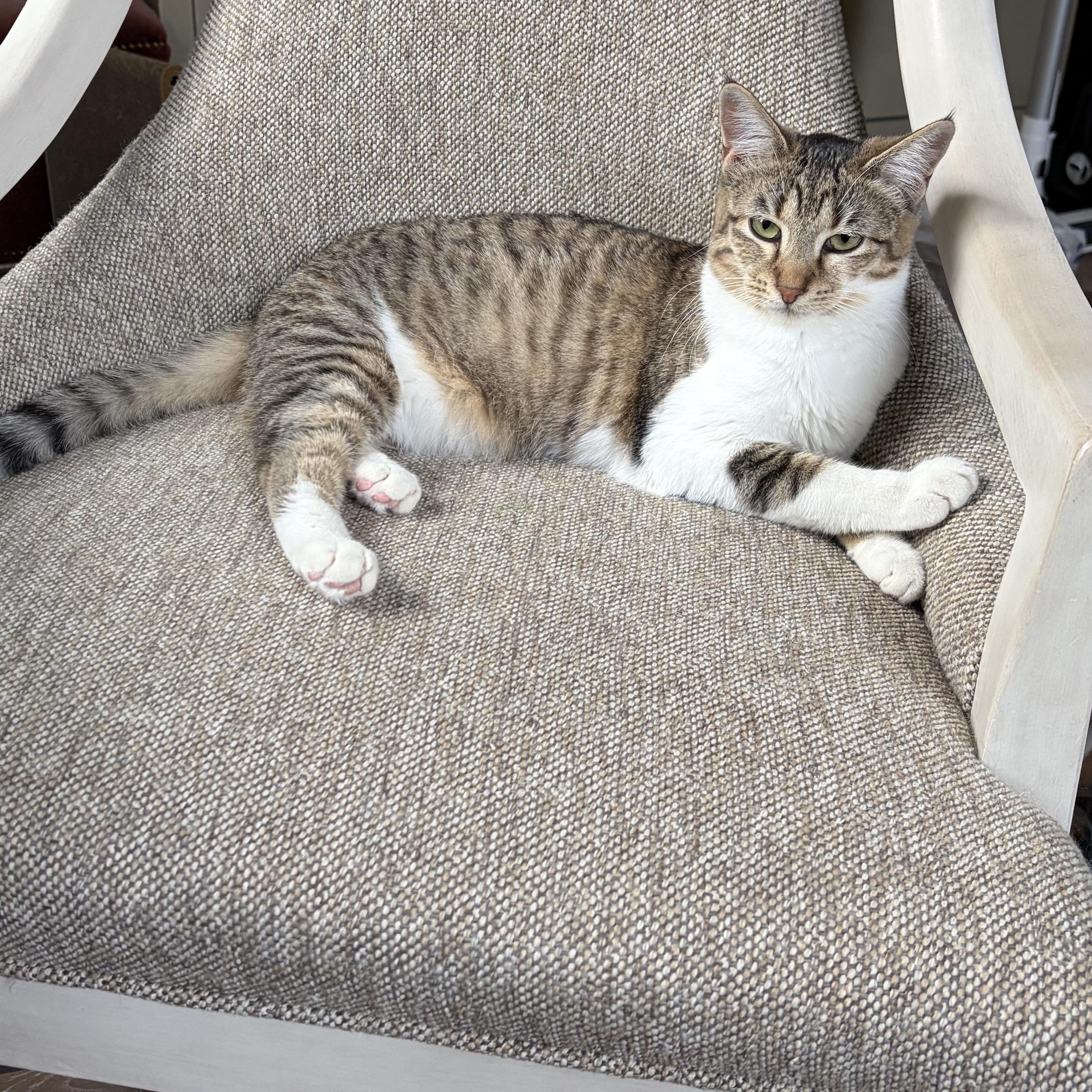 Enlarge Sweet Sparrow, a Adoptable Domestic Short Hair in Boston, MA image 4/5