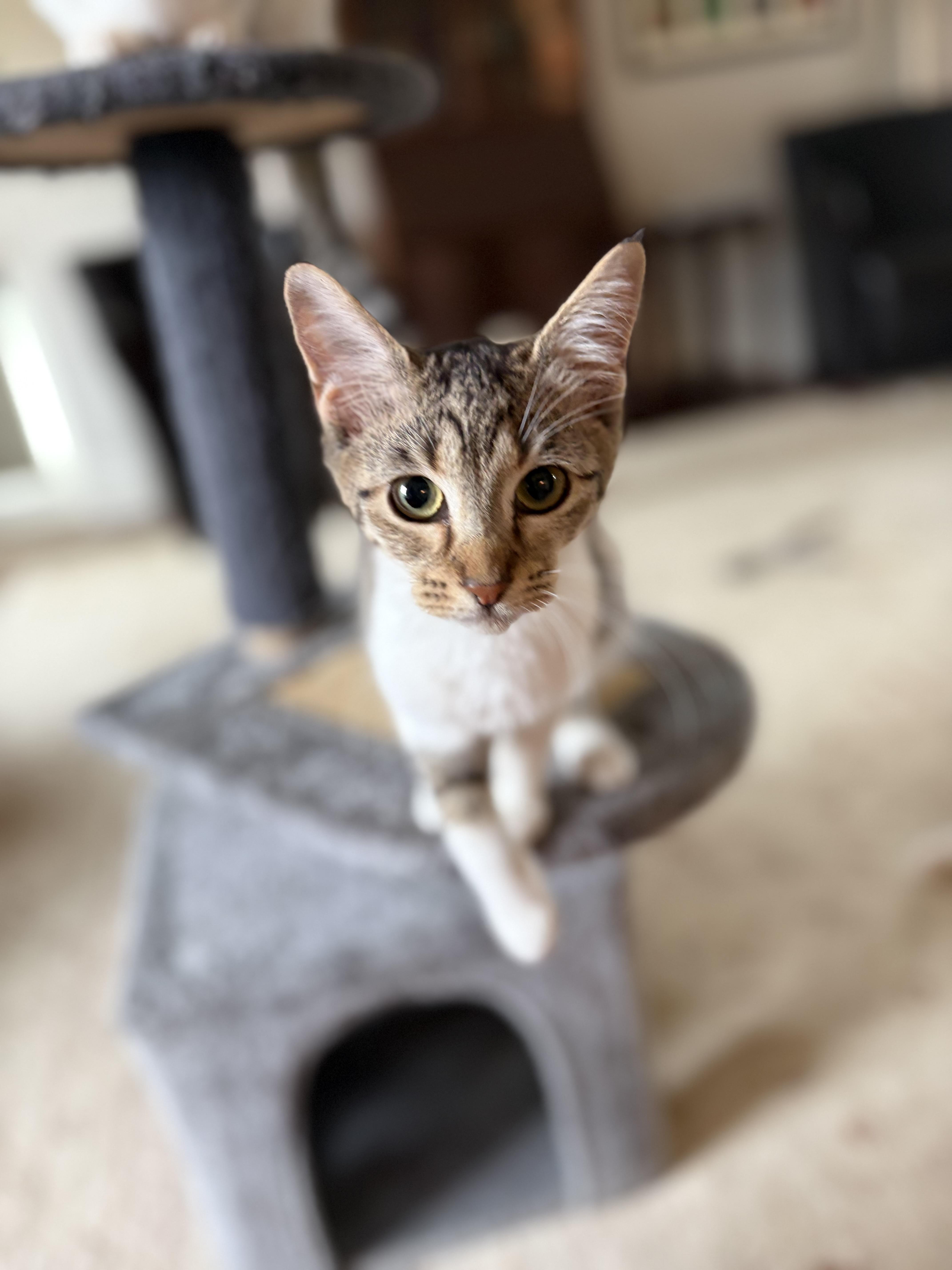 Sweet Sparrow, Adoptable, Kitten Female Domestic Short Hair.