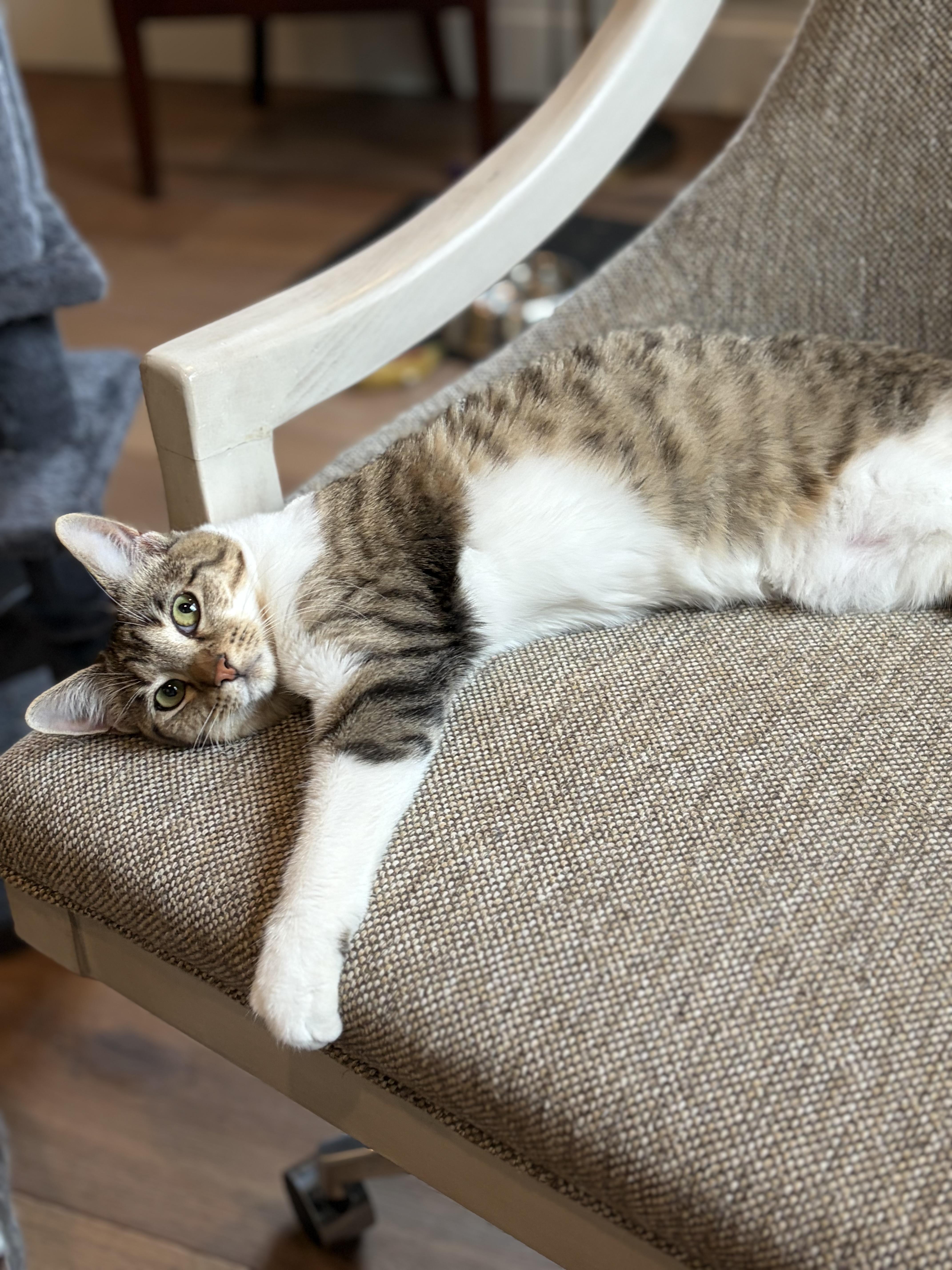 Sweet Sparrow, Adoptable, Kitten Female Domestic Short Hair.