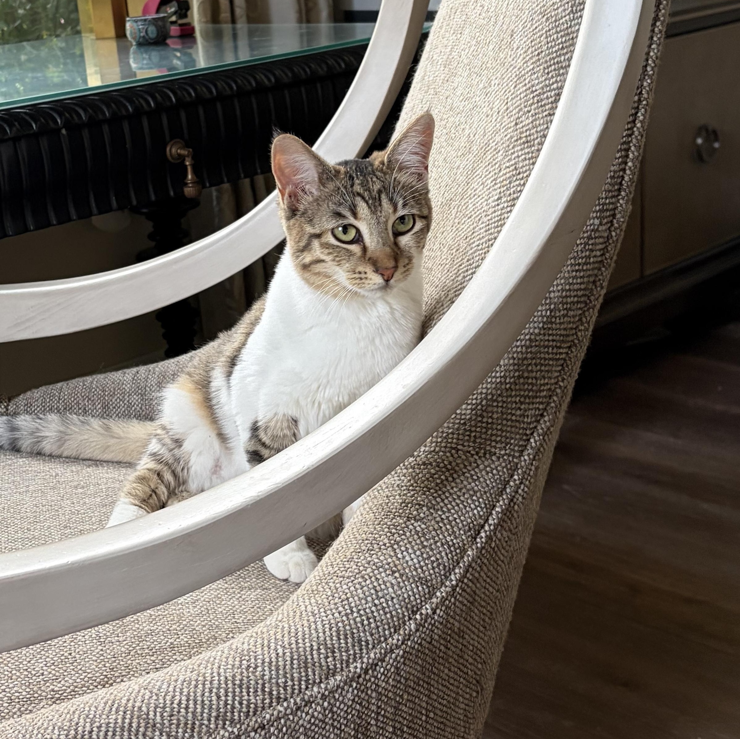 Enlarge Sweet Sparrow, a Adoptable Domestic Short Hair in Boston, MA image 3/5