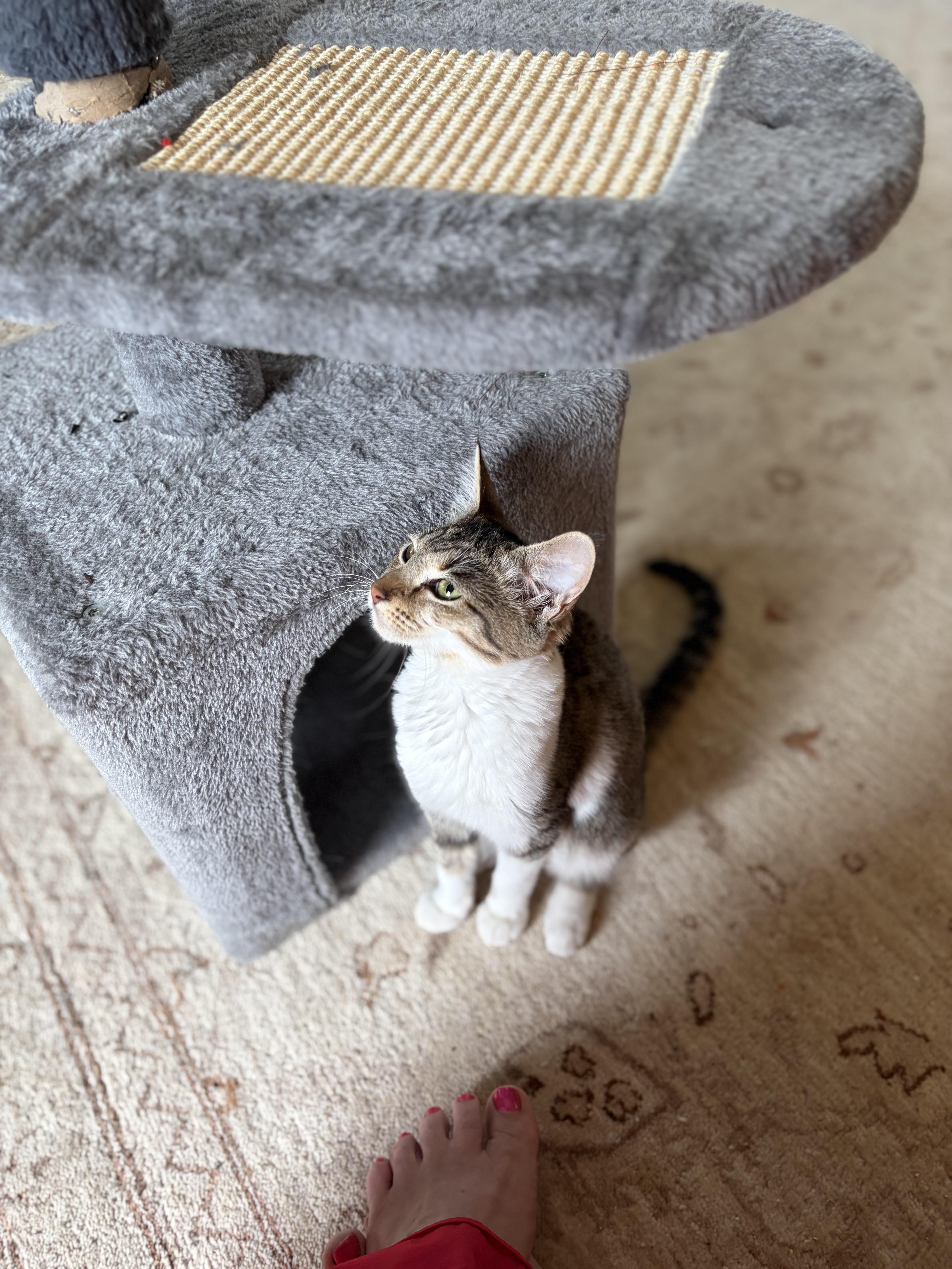 Sweet Sparrow, a Adoptable Domestic Short Hair in Boston, MA image 3/4