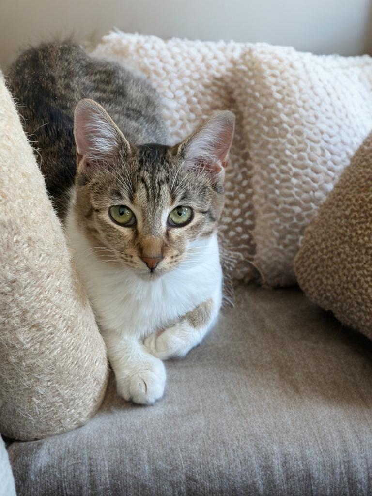 Sweet Sparrow, a Adoptable Domestic Short Hair in Boston, MA image 2/4