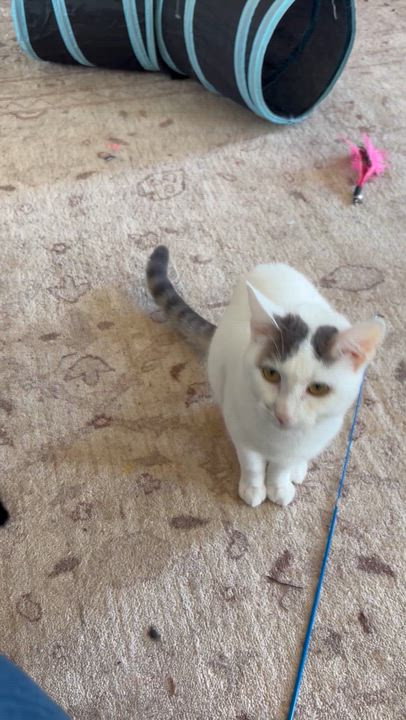 Enlarge Sweet Sparrow, a Adoptable Domestic Short Hair in Boston, MA video 4/4