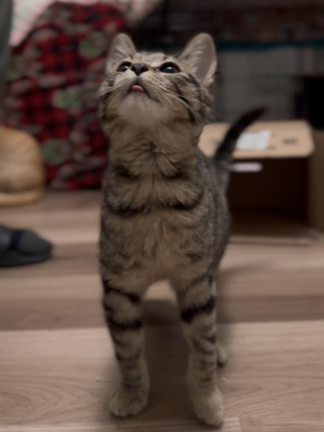 Fava, Adopted, Kitten Female Domestic Short Hair.