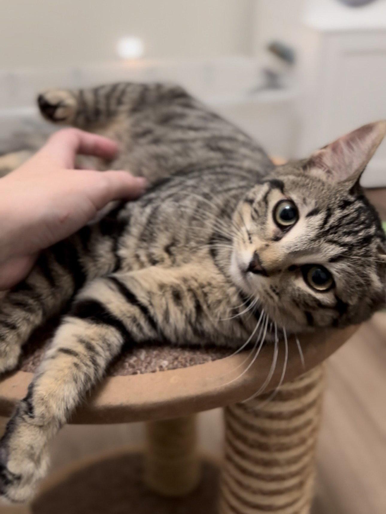 Enlarge Fava, a Adopted Domestic Short Hair in San Jose, CA image 2/3