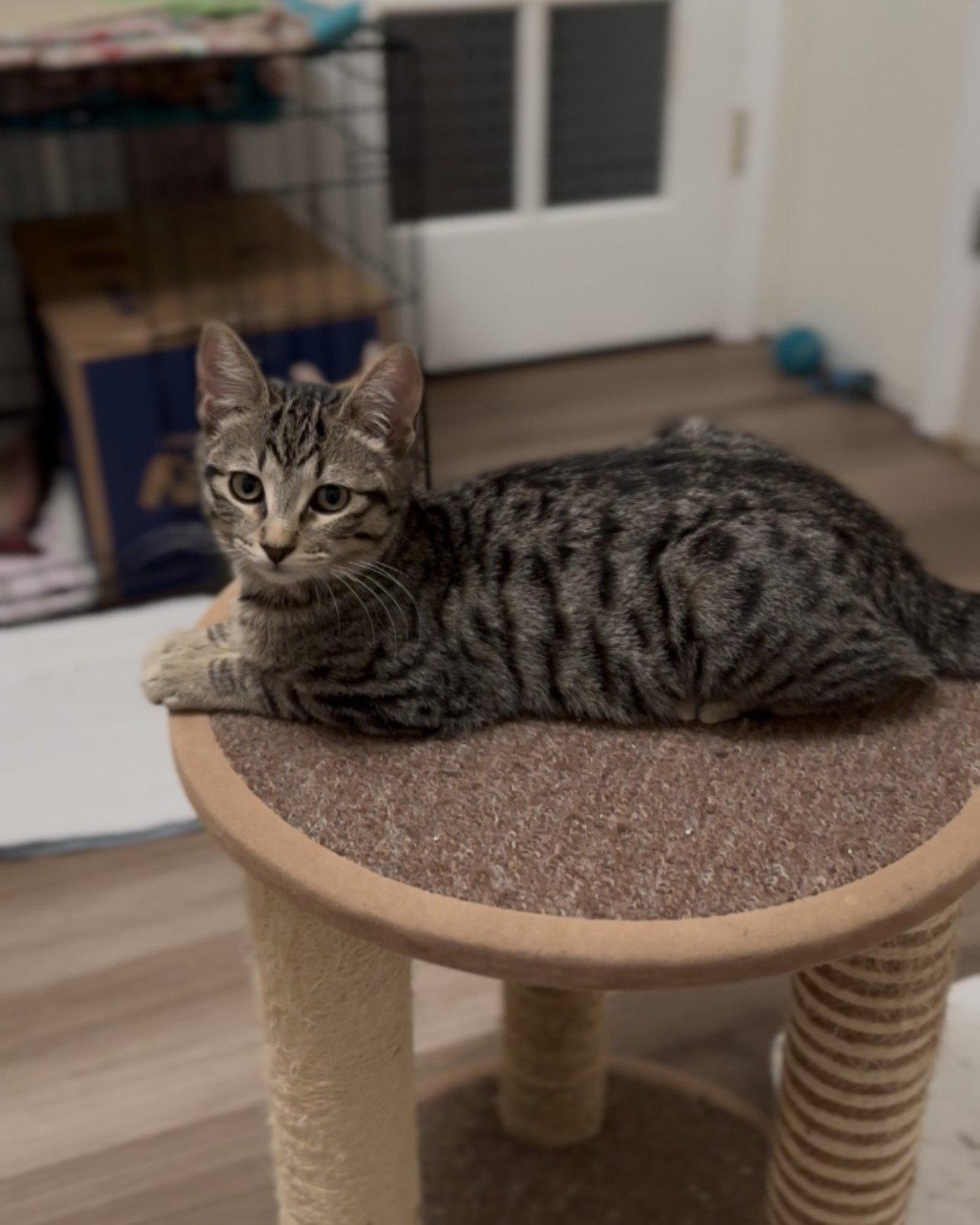 Enlarge Fava, a Adopted Domestic Short Hair in San Jose, CA image 3/3