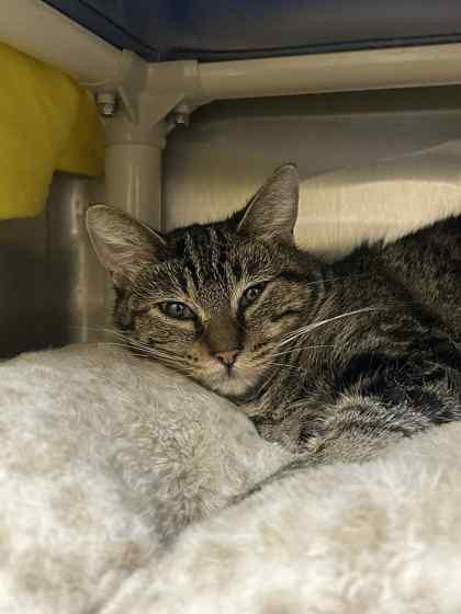 Enlarge Sweetness, a Adoptable mixed breed in Munster, IN image 1/1