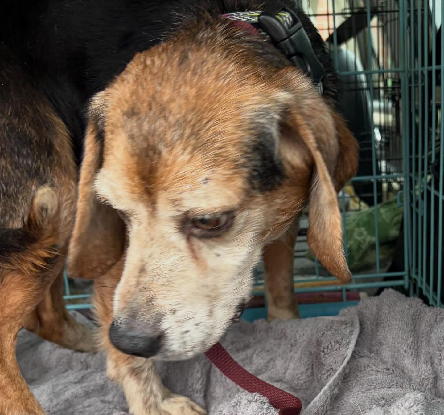 Chester, a ADOPTABLE Beagle in Raleigh, NC image 4/4