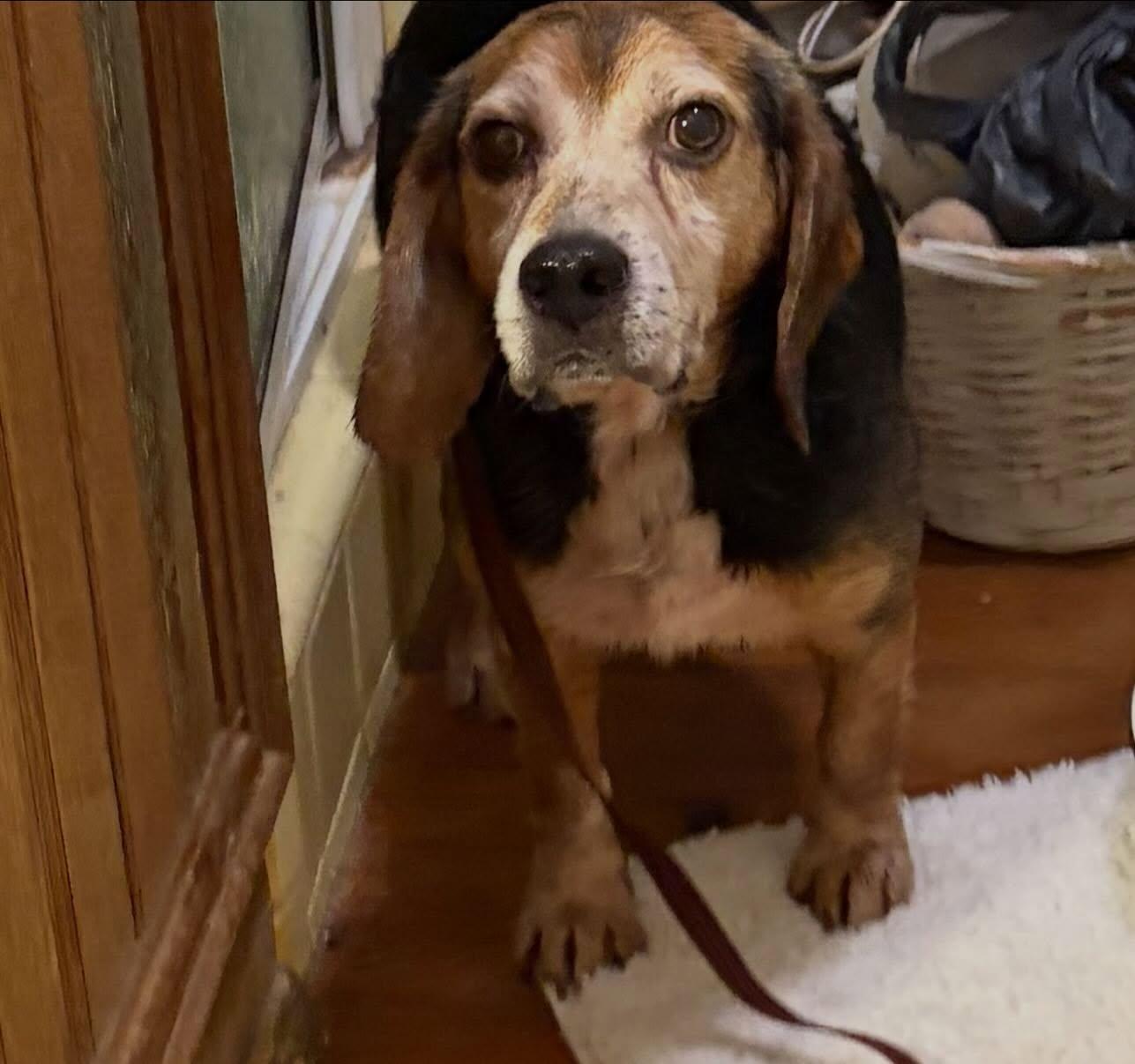 Chester, a ADOPTABLE Beagle in Raleigh, NC image 3/4