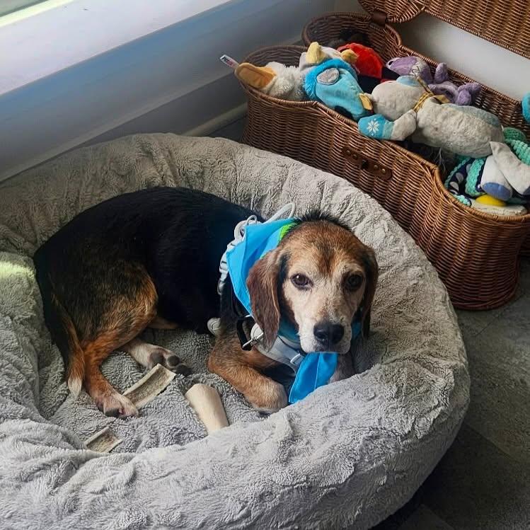 Chester, a ADOPTABLE Beagle in Raleigh, NC image 2/6