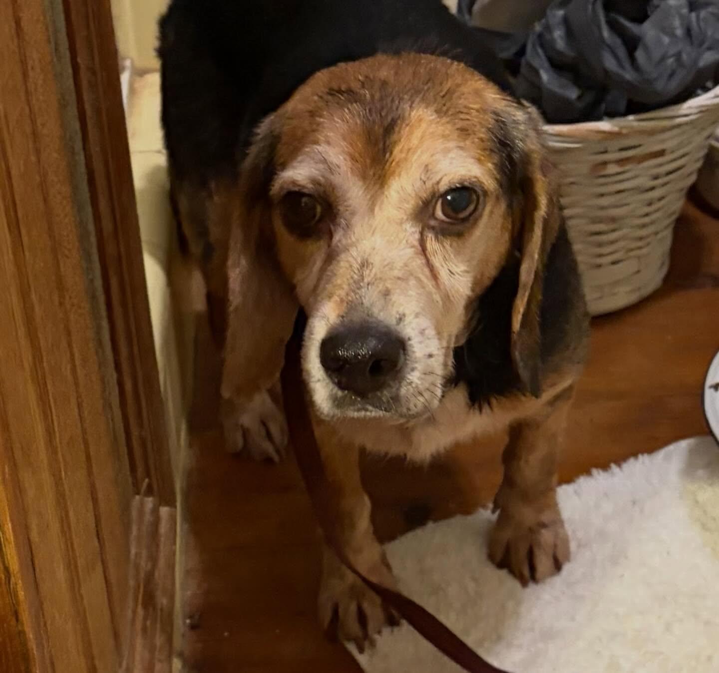 Chester, ADOPTABLE, Adult Male Beagle.