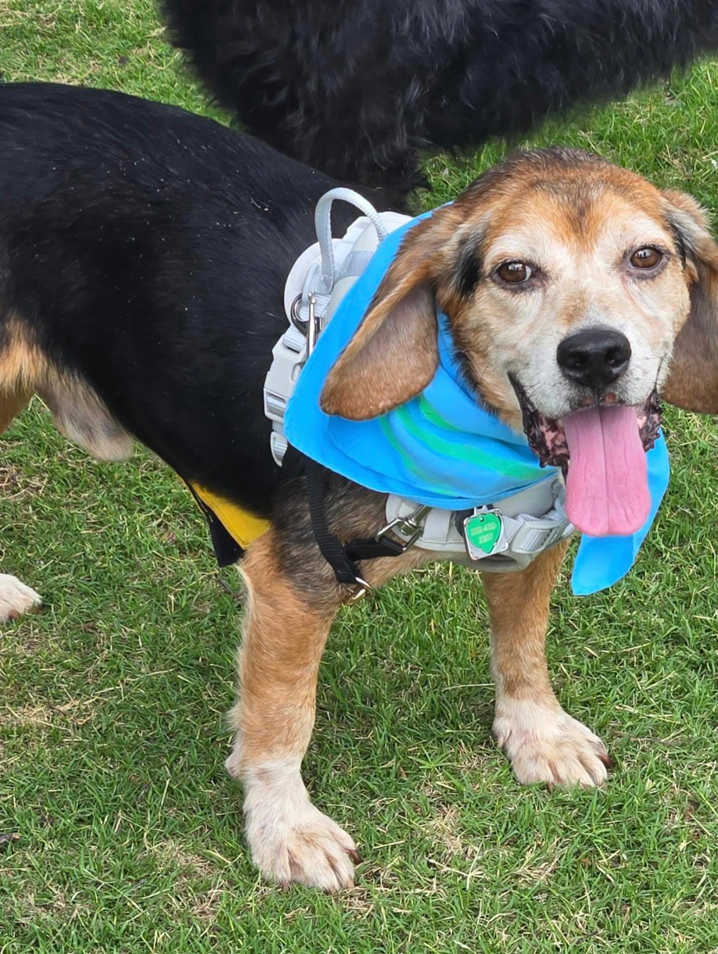 Chester, ADOPTABLE, Adult Male Beagle.