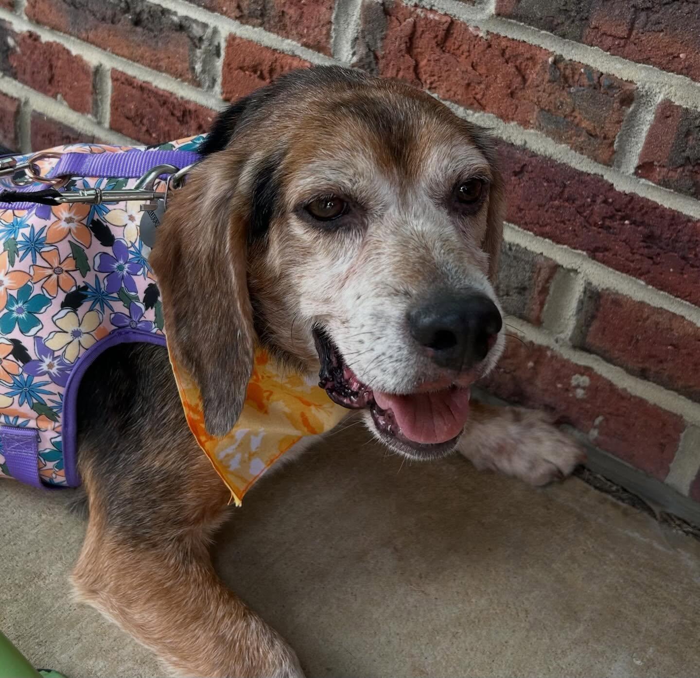 Chester, a ADOPTABLE Beagle in Raleigh, NC image 2/4