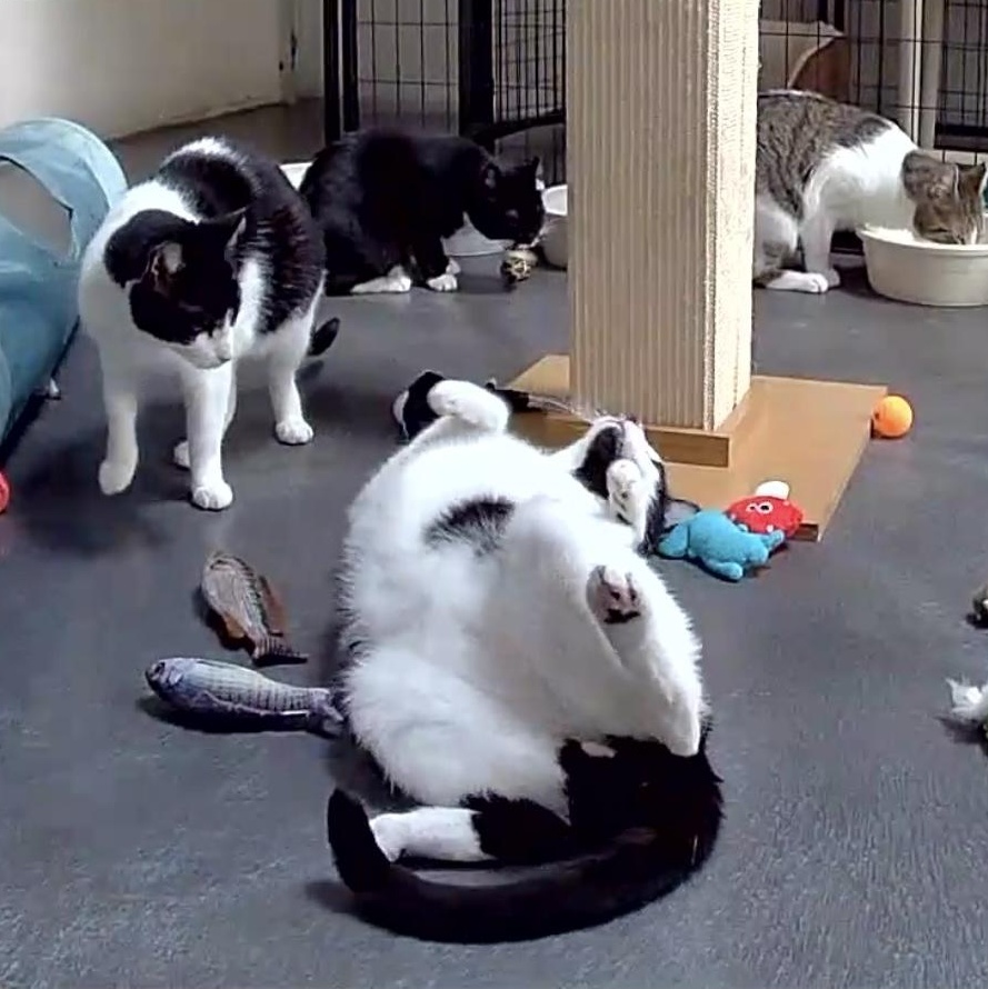 Stan, a Adoptable mixed breed in West Milford, NJ image 5/6